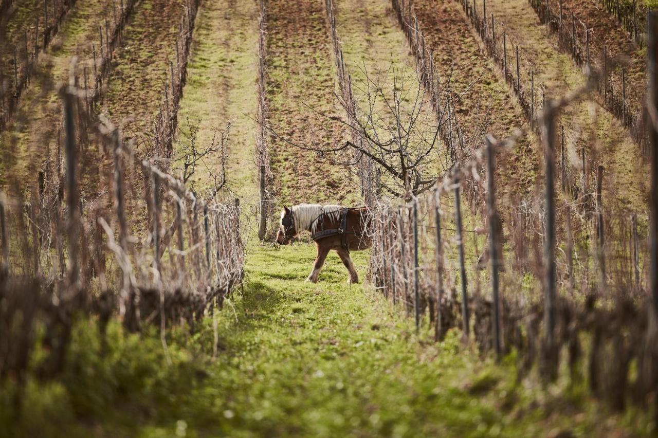 Agriturismo Gli Archi Fauglia Buitenkant foto