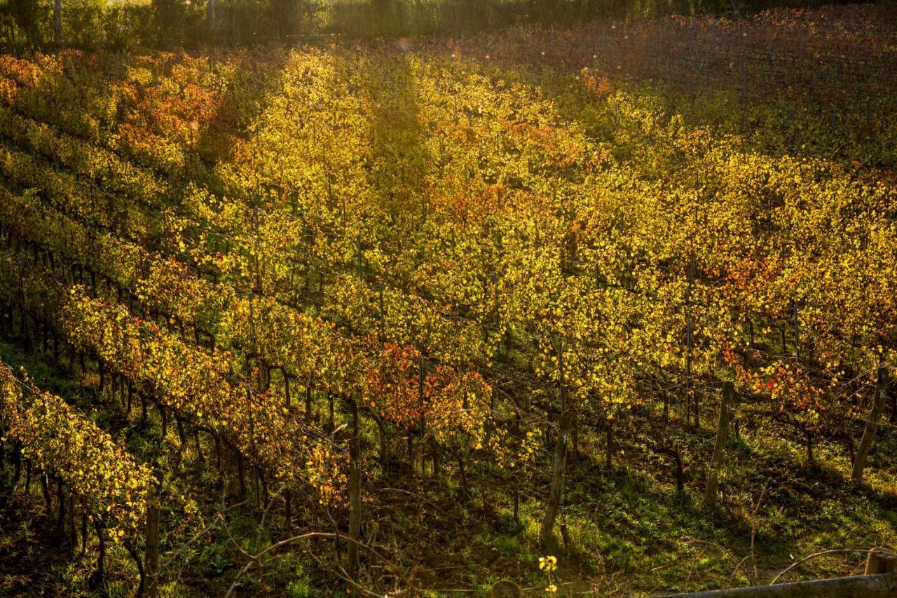 Agriturismo Gli Archi Fauglia Buitenkant foto