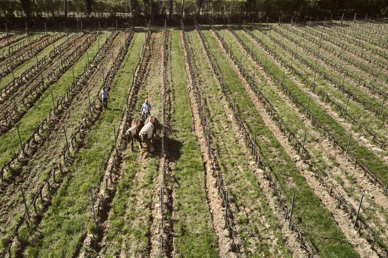 Agriturismo Gli Archi Fauglia Buitenkant foto
