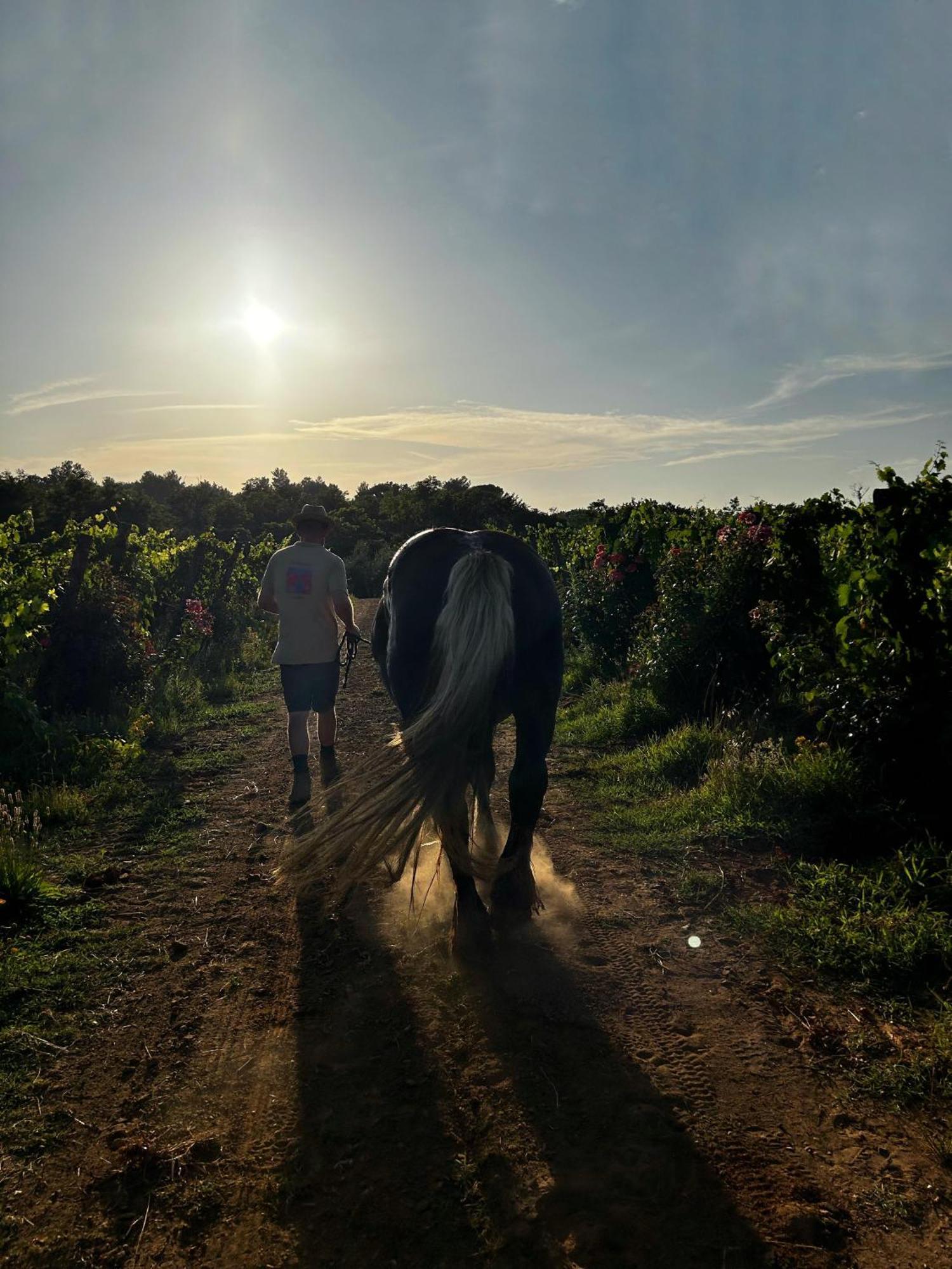 Agriturismo Gli Archi Fauglia Buitenkant foto
