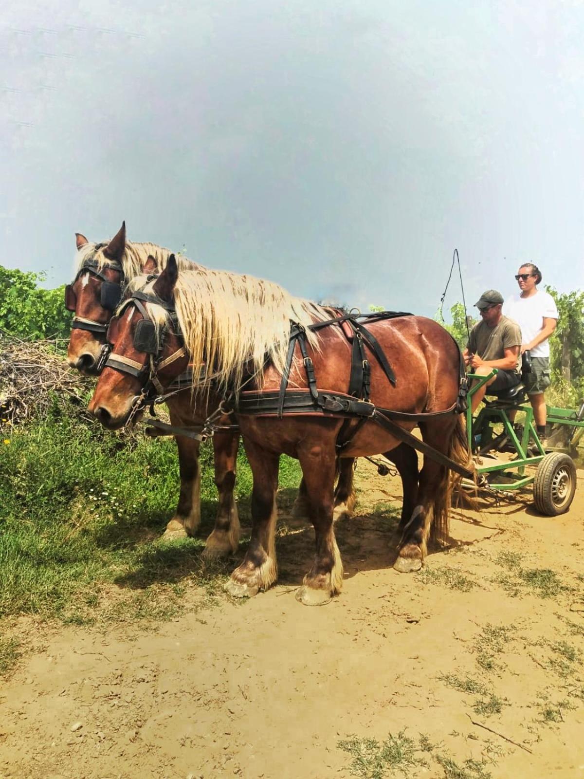 Agriturismo Gli Archi Fauglia Buitenkant foto