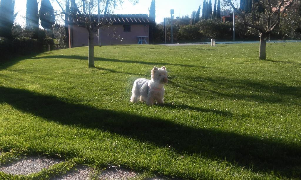 Agriturismo Gli Archi Fauglia Buitenkant foto
