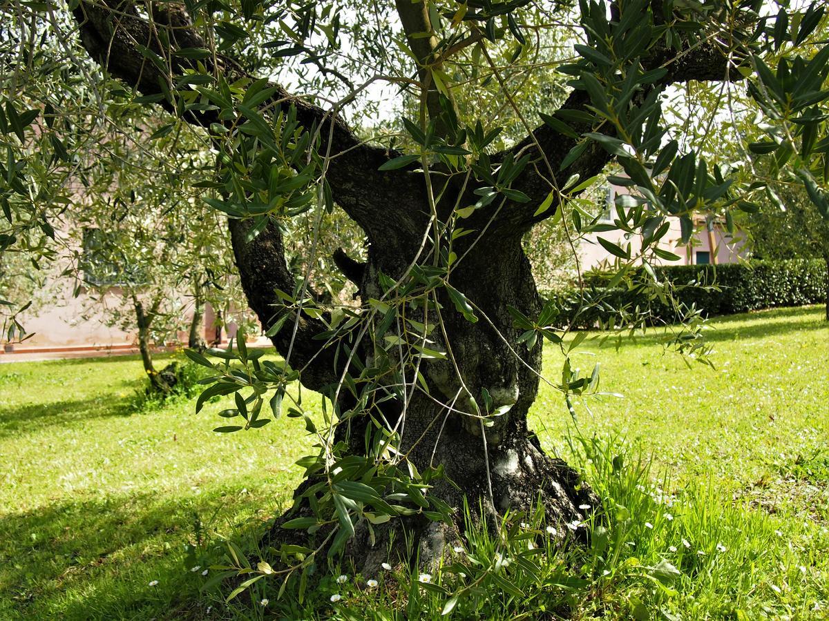 Agriturismo Gli Archi Fauglia Buitenkant foto